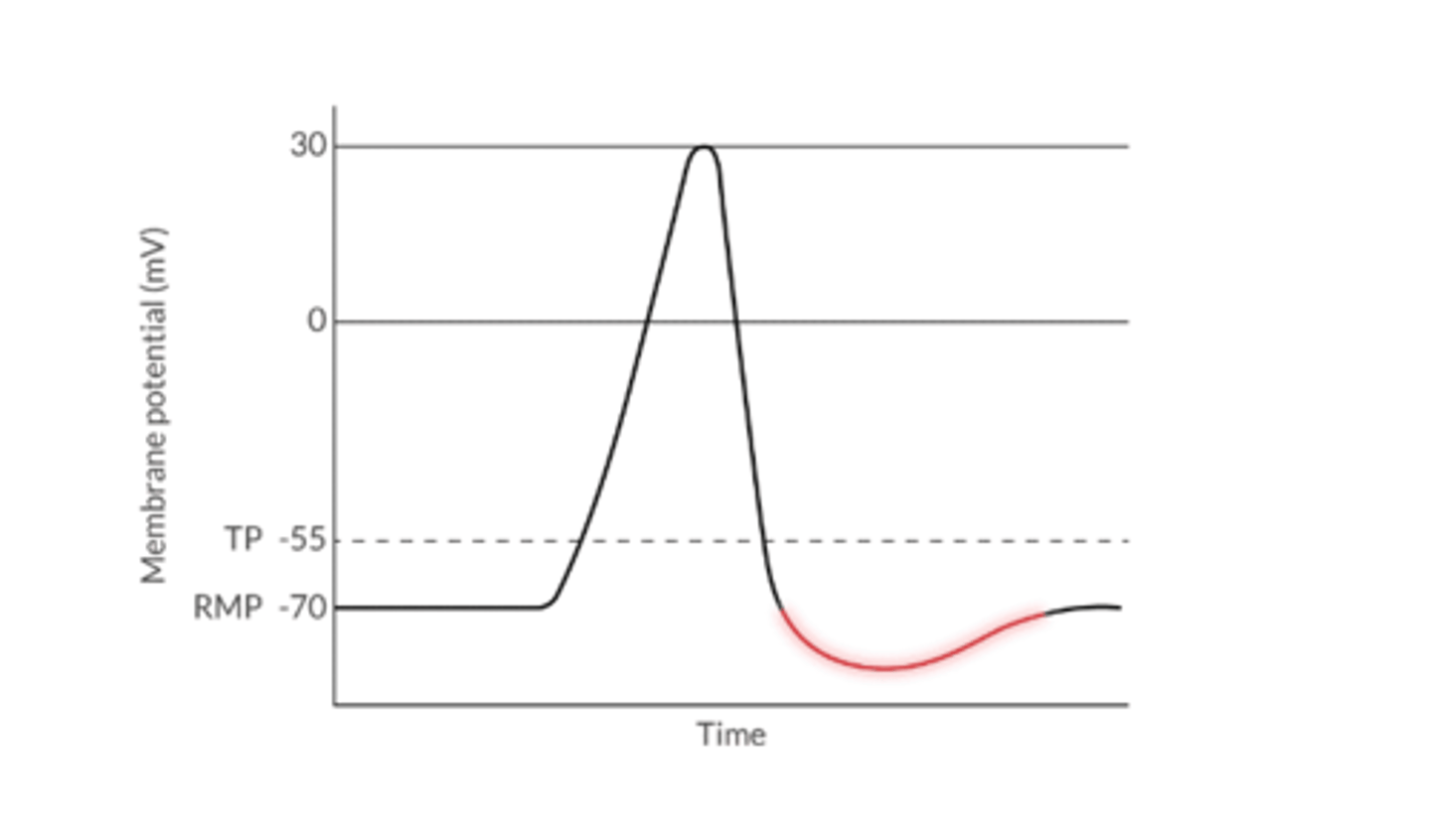 <p>The movement of a cell's membrane potential to a more negative value beyond the RMP</p><p>Typically happens after repolarizations for a very short time</p><p>Because RMP is further from TP, it's more difficult to depolarize a cell that's hyperpolarized</p>