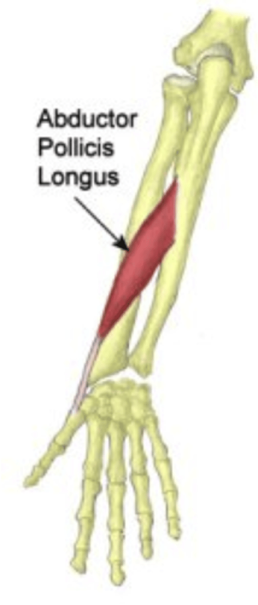 <p>Origin ulna, radius, Interosseous membrane</p><p>Insertion 1st metacarpal</p><p>Nerve Posterior interosseous nerve</p><p>from deep branch of radial nerve</p><p>C7, C8</p><p>Actions abduction, extension of thumb</p><p>Antagonist Adductor pollicis muscle</p>