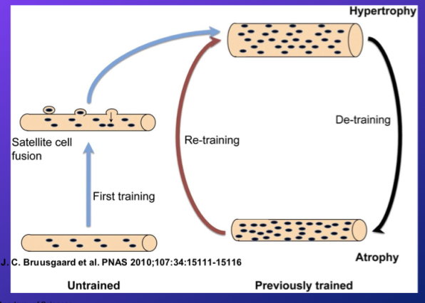 <p>-expanding on past study on nuclei # after denervation, the same thing basically happens with detraining: there is atrophy of muscle, but keep the nuclei</p><ul><li><p>this basically means if you start training again, you already have more nuclei, so gain back more quickly the strength/size of the fibre</p></li><li><p>basically “muscle memory” that primes you to do this</p></li><li><p>dont really know how long this priming lasts… mayb months?</p></li></ul>