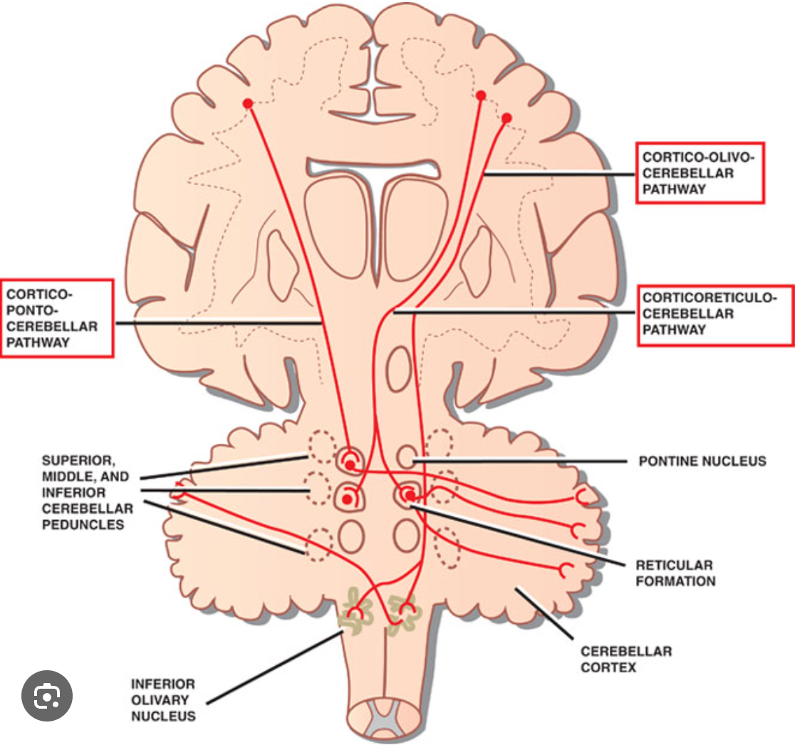 <p>Olivocerebellar Tract</p>