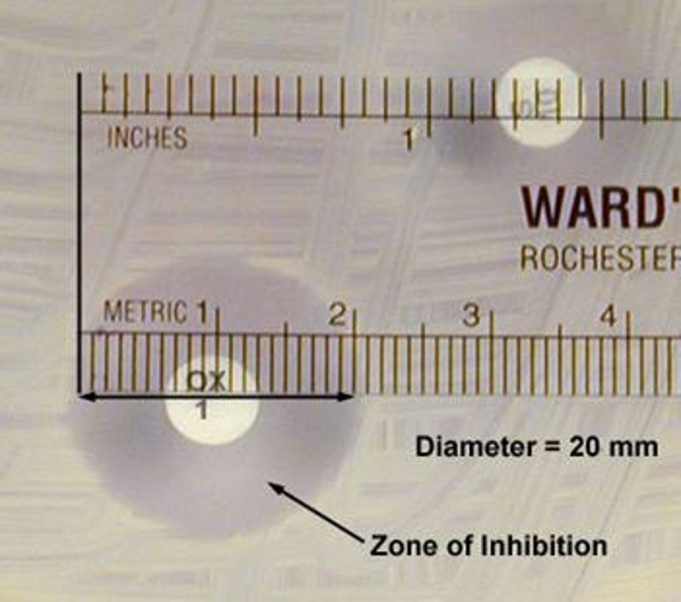 <p>Region around a chemical saturated disc, where bacteria are unable to grow due to adverse effects of the compound in the disc.</p>