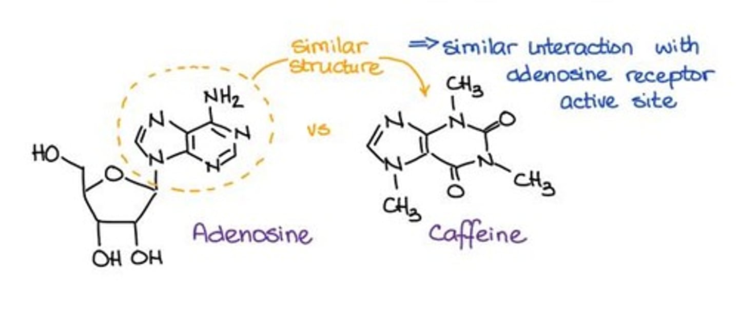 <p>Caffeine prevents adenosine from binding to its receptors, reducing fatigue.</p>