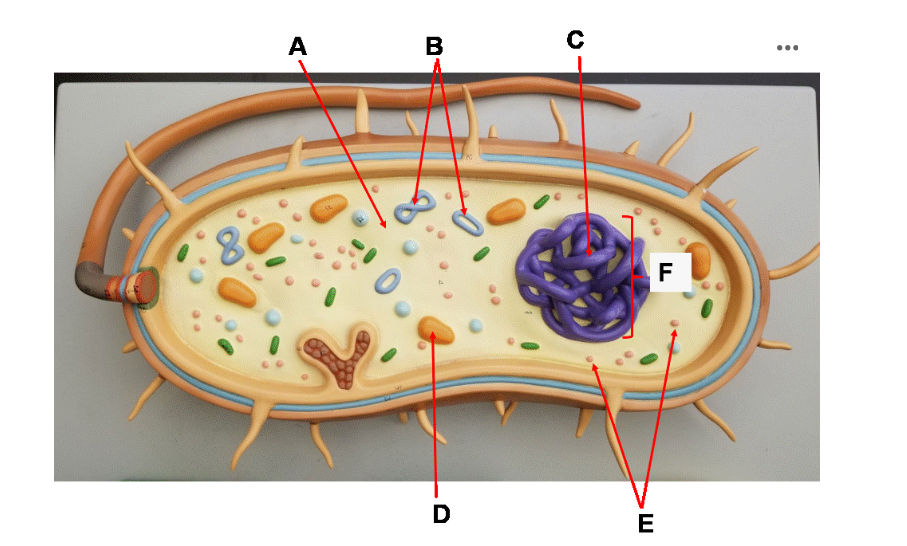 <p>C</p>