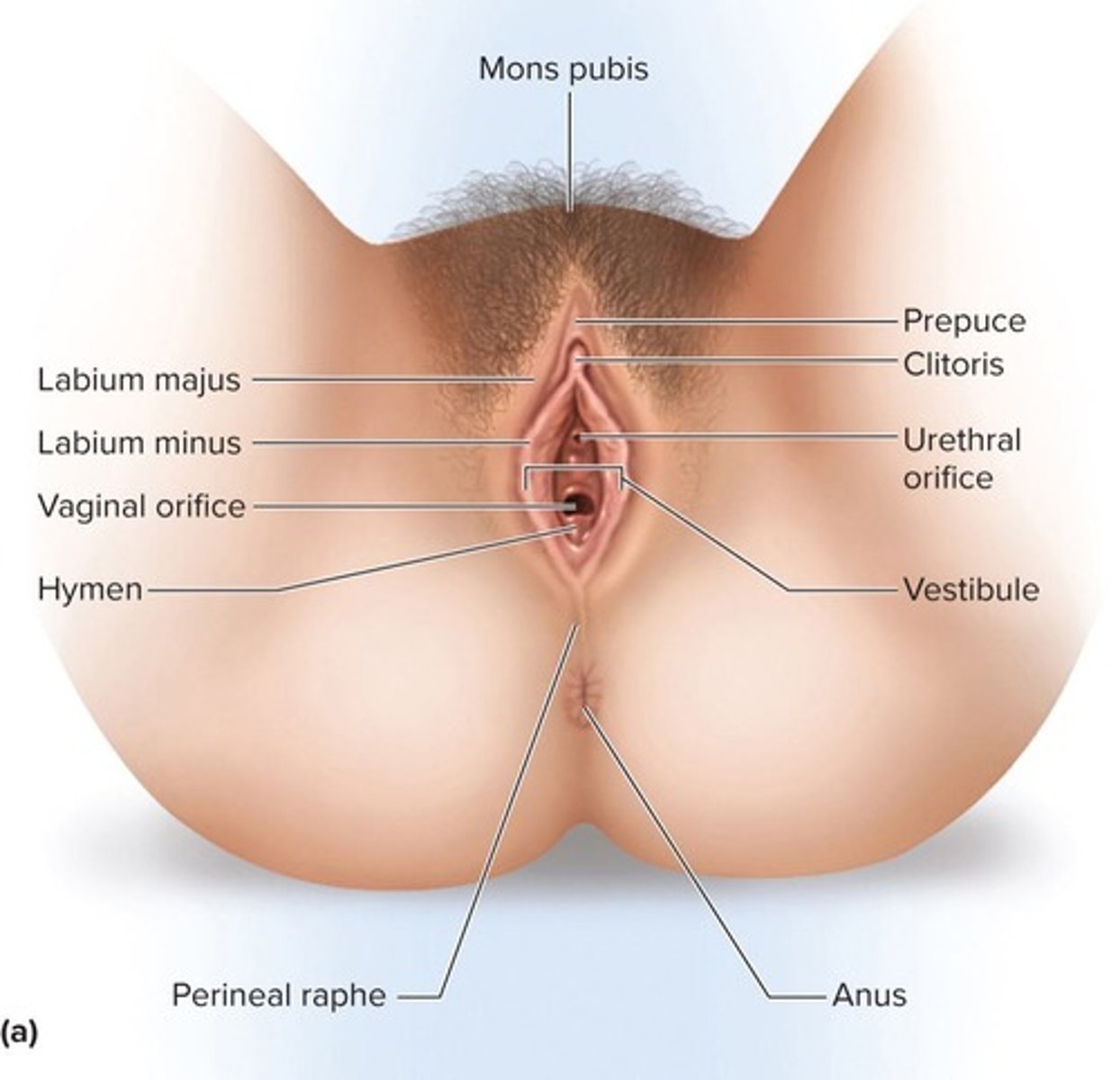 <p>Thick skin folds, protect vulva.</p>