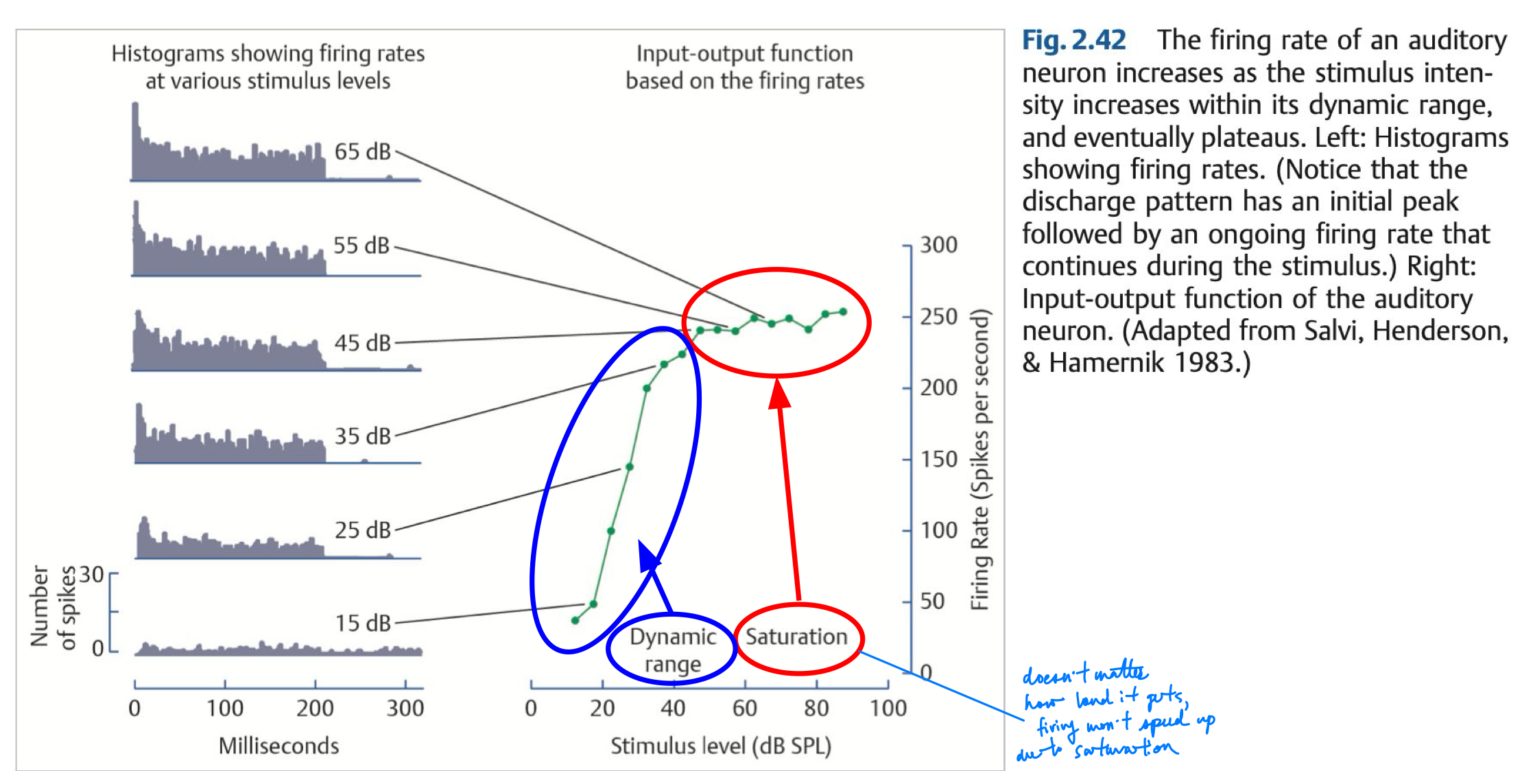 <p>the firing rate of an auditory neuron increases as the stimulus intensity increases within its dynamic range, and eventually plateaus </p>