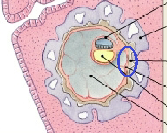 <p>Made of mesoderm and trophoblast.</p>
