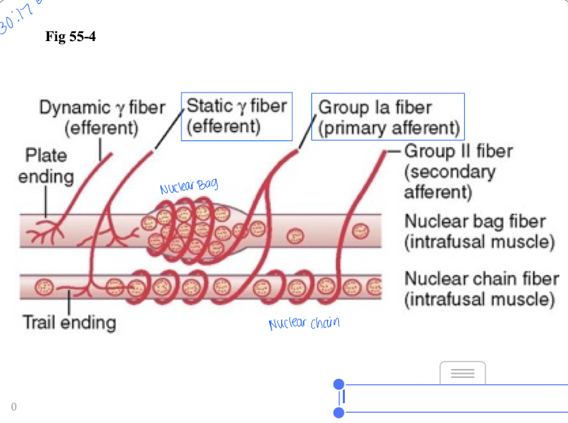 <p>Response is based on the type of stretch</p><ul><li><p>static response - when spindle is stretched slowly (both primary and secondary endings respond)</p><ul><li><p>we are always at static response because info is always being relayed and incoming because of muscle tone</p></li></ul></li><li><p>dynamic response - when length increases suddenly (primary ending only responds)</p><ul><li><p>once stretch is over, static response will occur</p></li></ul></li></ul><p></p>