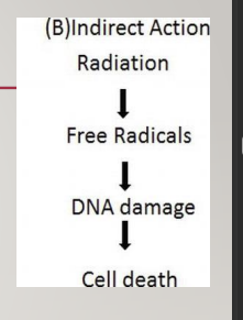 <p>as cells are made up of 75% water, radiation is likely to hit water, causing water molecule to ionise</p><p>it is the water molecule that are most likely to be ionised by incoming high energy X rays photons</p><p>positive ions break up forming free radicals which damage cells</p><p>they are highly reactive and unstable and combine with each other, forming hydrogen peroxide and hydroperoxyl - damage DNA</p>