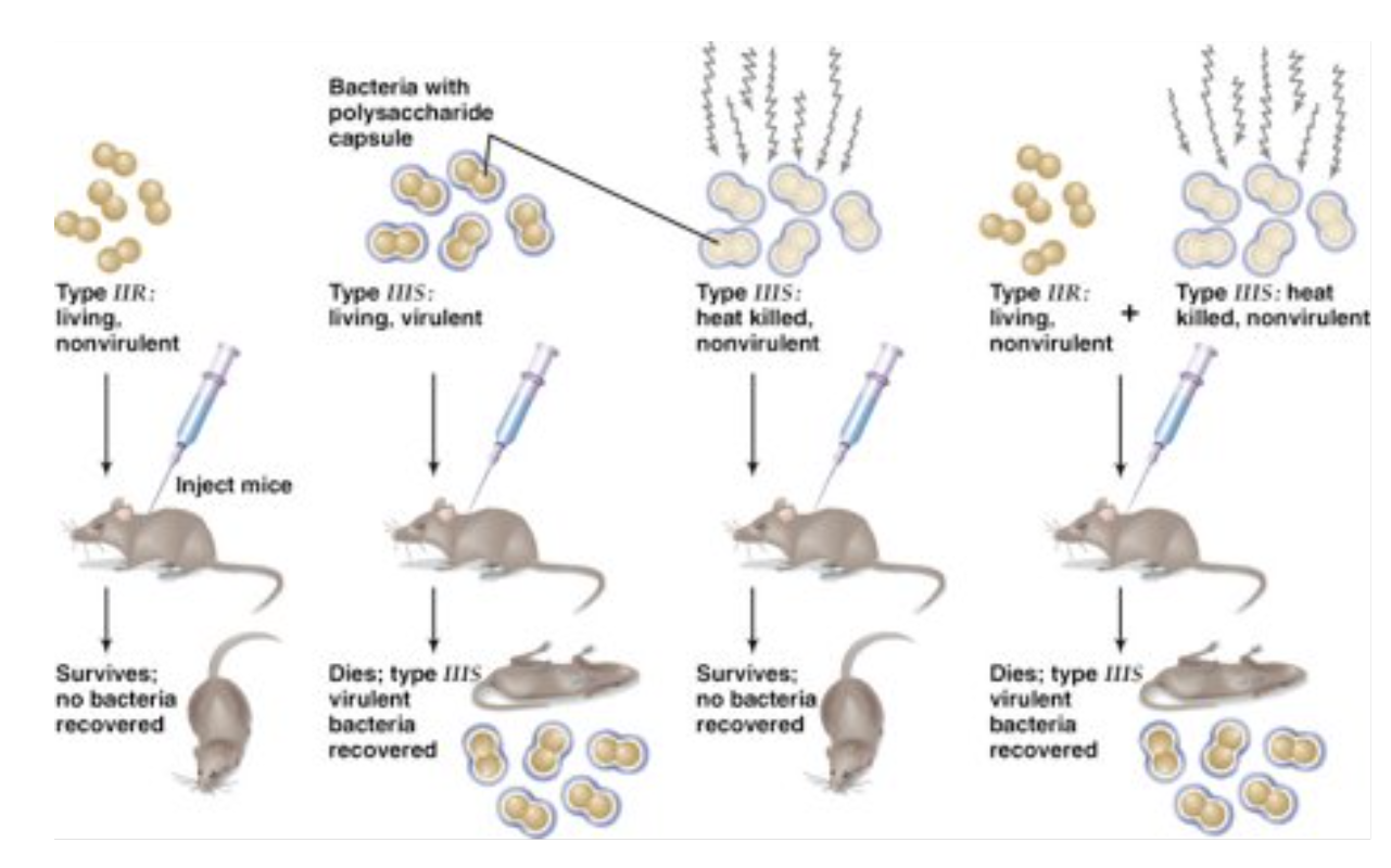 <p>1928 experiment w/ streptococcus pneumoniae in mice showed that something passed from dead bacteria → nearby living ones, allowing them to change their cell surface</p>
