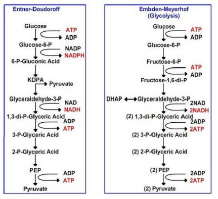 <p>What are the products of glucose 6-phosphate conversion in the E-D pathway?</p>