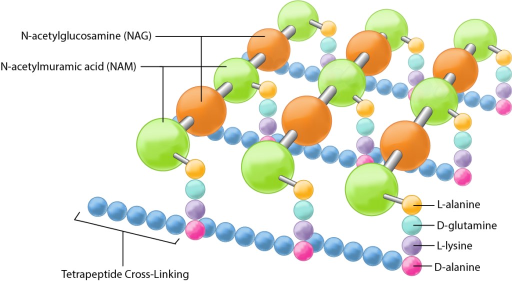 <p>Forms a protective, rigid sacculus around the bacterial cytoplasmic membrane to maintain cell shape and resist high internal osmotic pressure</p>