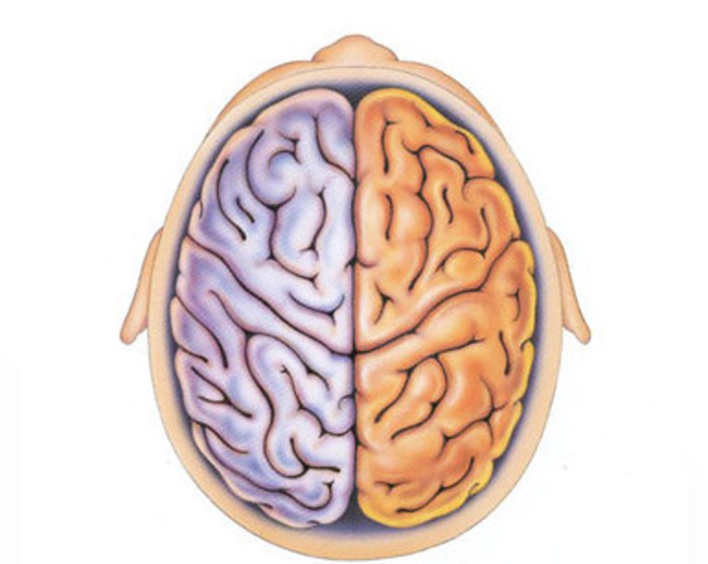 <p>1. The left hemisphere</p><p>2. The right hemisphere</p>