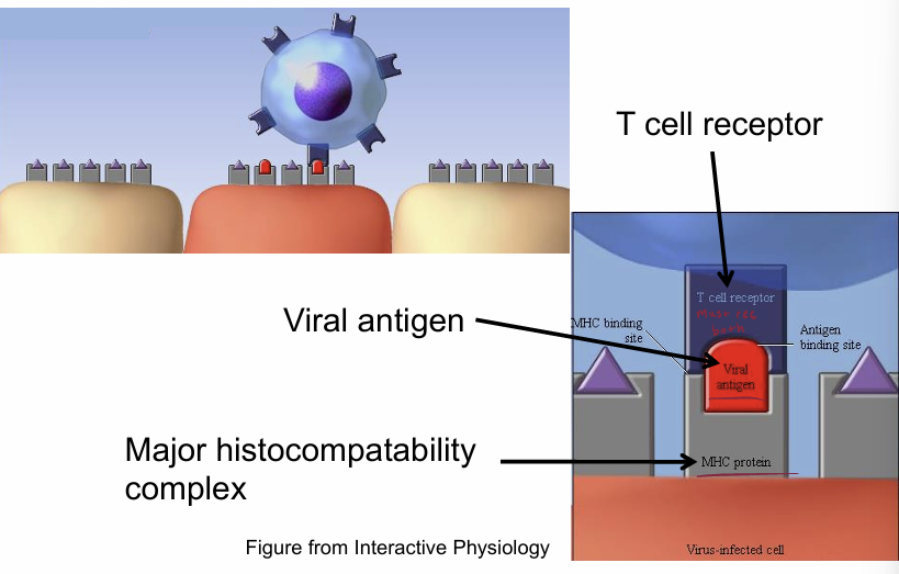 <p>antigens displayed on the surface of cells</p><ul><li><p> (macrophages, tissue cells, etc)</p></li></ul><p></p>