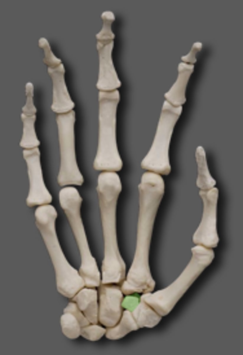 <p>trapezoid of carpal</p>