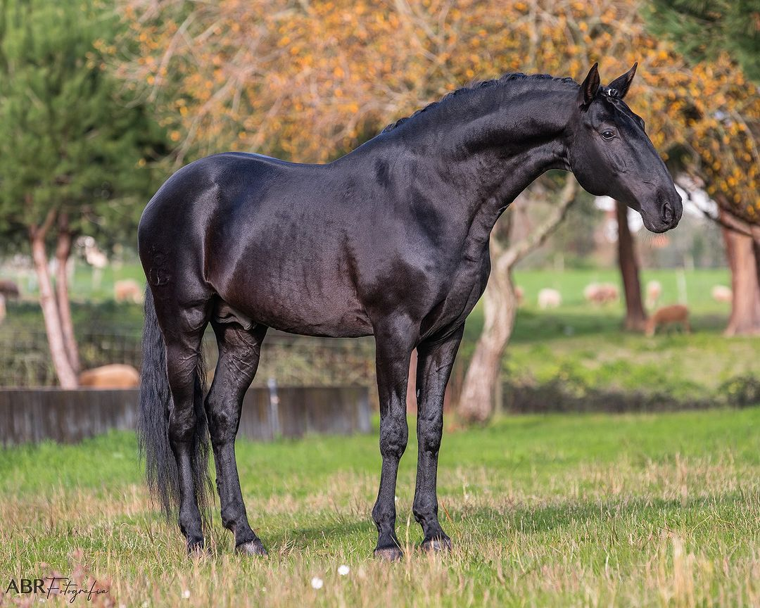 <ul><li><p><span style="background-color: transparent;">Black body and mane/tail</span></p></li><li><p><span style="background-color: transparent;">No light points</span></p></li></ul><p></p>