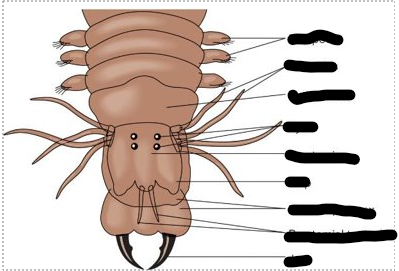 <p>Domain?</p><p>Phylum?</p><p>Class?</p><p>Genus?</p>