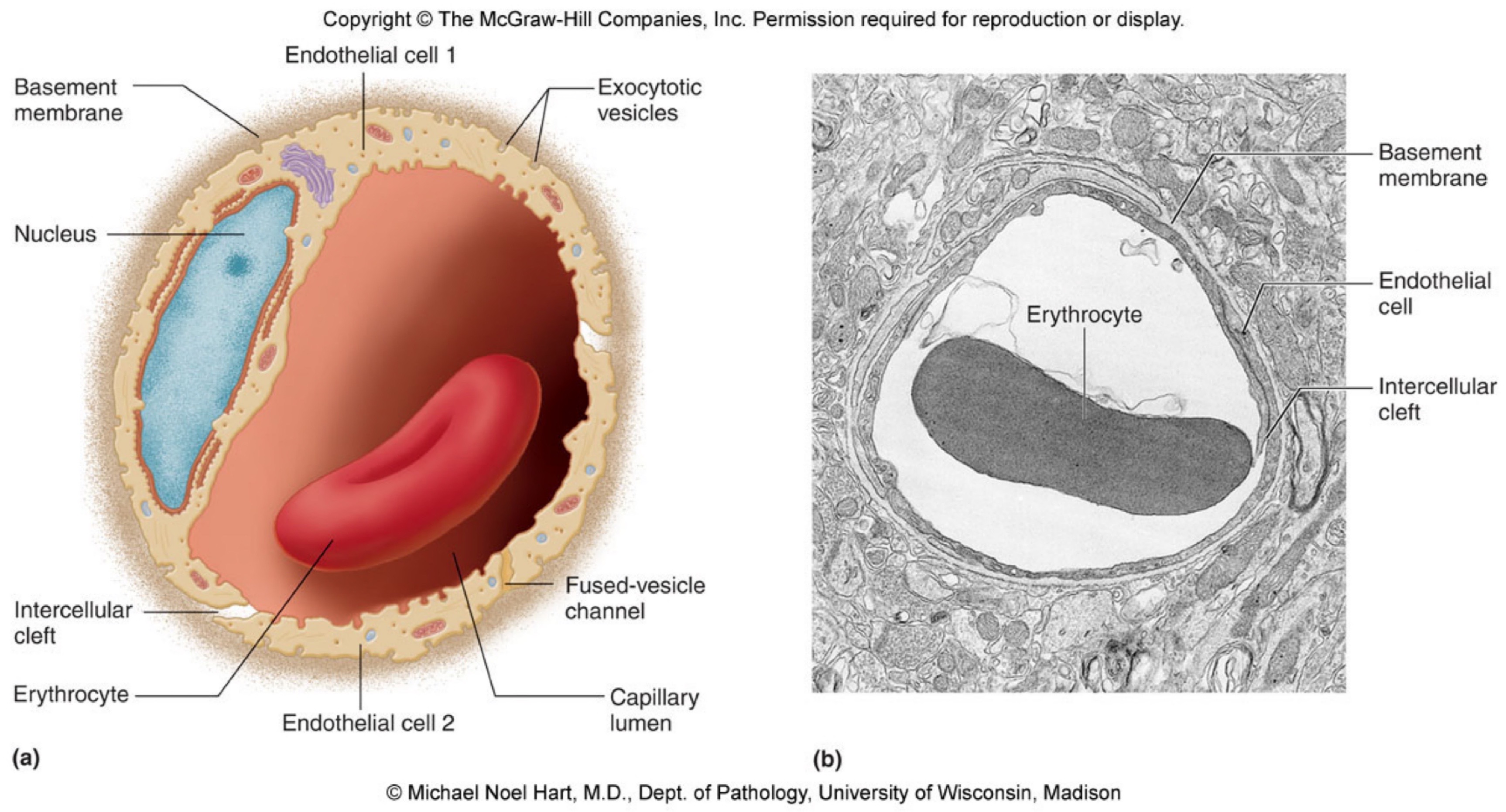 <ul><li><p>Single layer of endothelial cells</p></li><li><p><mark data-color="yellow">Exchange of nutrients, oxygen and waste across the capillary wall but NOT proteins</mark></p></li><li><p><mark data-color="yellow">Intracellular clefts and fused vesicles channels assist the exchange</mark></p></li><li><p>Thin layer allows exchange of O2, CO2 and nutrients, controls fluid in different compartments</p></li></ul>