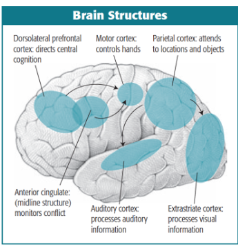 <p>similar to neural basis of auditory attention</p><p>Mangun, Hillyard and Luck (1993): enhanced neural processing in the portion of the visual cortex corresponding to the location of visual attention</p><p>Roelfsema et al (1998): directing visual attention takes more effort when it is done on the basis of content (ERP within 200ms)&nbsp; than on the basis of physical features (within 70-90 ms)&nbsp;</p><p>photo: brain areas involved in atttn and some of the perceptual and motor regions they control</p>