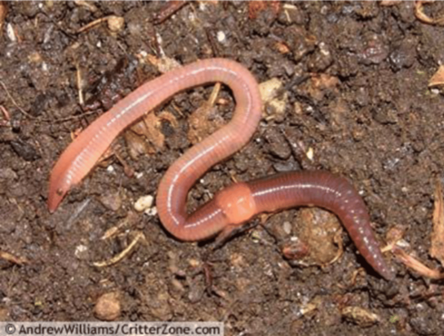 <p>have a clitellum, freshwater and terrestrial, oligochaetes (non-monophyletic group), class Hirudinia</p>