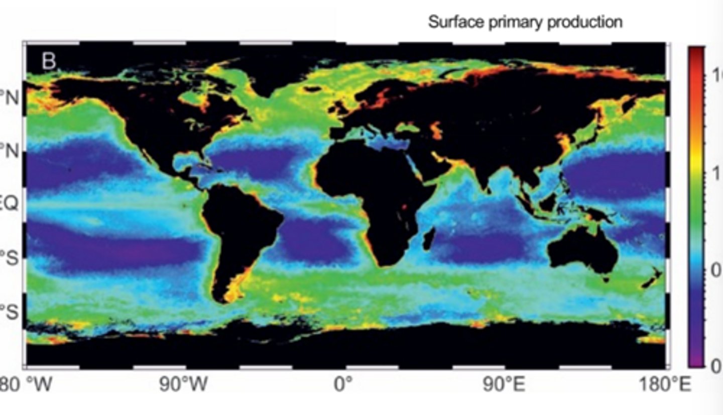 <p>- Areas where rivers empty out, draining nutrients into the ocean</p><p>- River runoff causes high producivtiy along continental margins</p><p>- Areas where wind-driven upwelling occurs, such as continental upwelling and equitorial upwelling</p><p>- Ekman transport offshore causes upwelling of deep, cold water that is rich in nutrients and dissolved gases</p><p>- Nutrients are brought into shallower waters from colder, deeper, waters</p><p>- Higher latitudes during the spring (nutrients accumulate during winter)</p>