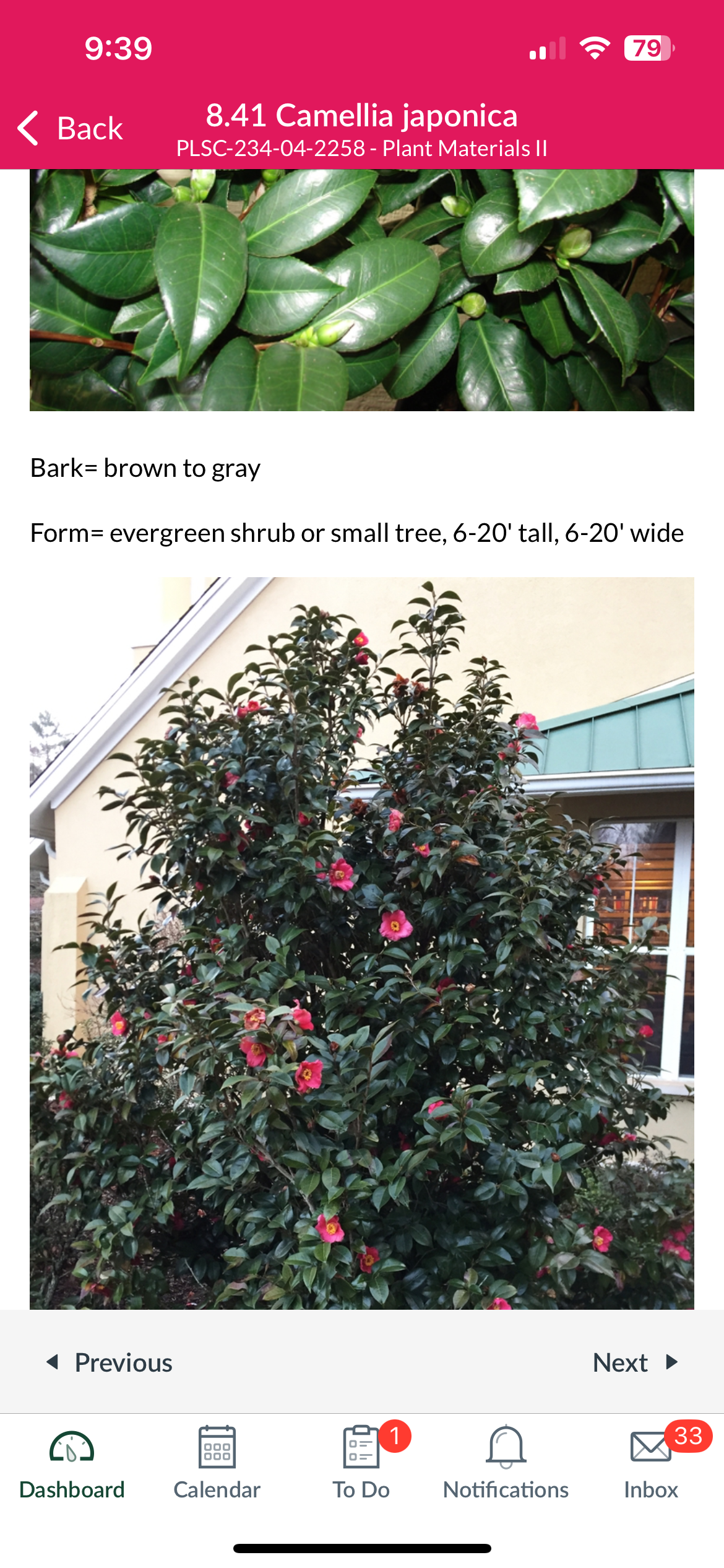 <p>Japanese camellia </p>