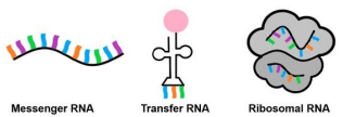 <ol><li><p>Messenger RNA</p></li><li><p>Transfer RNA</p></li><li><p>Ribosomal RNA</p></li></ol><p></p>