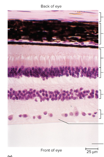 <p>Histology of the Retina</p>