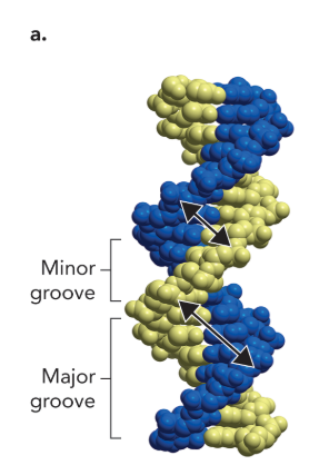 <p>small distance between phosphate backbones vs large distance between phosphate backbones</p><p></p>