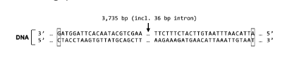 <p>Which of the following changes to a codon would you expect to be most damaging to the resulting protein (all codons are written 5&apos;-&gt;3&apos;)?</p><p>AGA-&gt;CGG AAG-&gt;CGU UCG-&gt;AGU GAA-&gt;AAA</p>