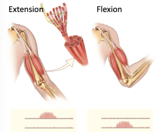 <p>Extensors are NOT active when flexors are active! Can’t do both at the same time!</p>