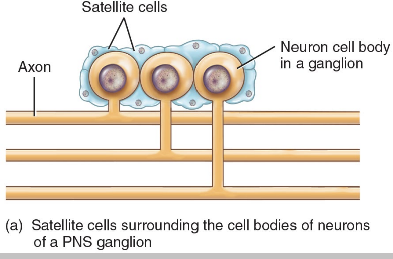 <ul><li><p>they are flat cells that surround the cell bodies in ganglia </p></li><li><p>provide support and structure for neurons that make up ganglia </p></li></ul><p></p>