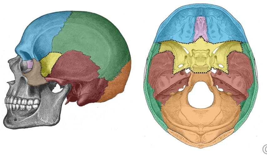 <p>name the bone</p>
