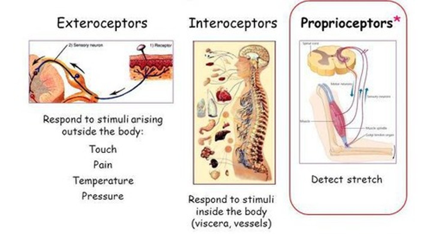 <p>Detects body/limb position.</p>