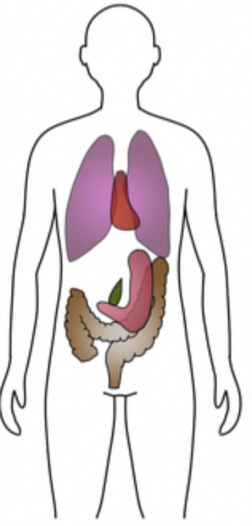 <p>Identify which body habitus this is</p>