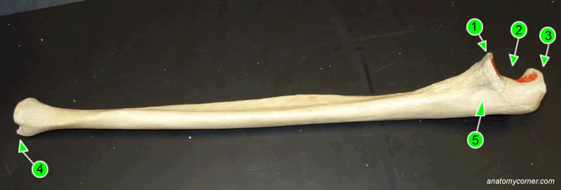 Protrusion at the bottom of the ulna (4)