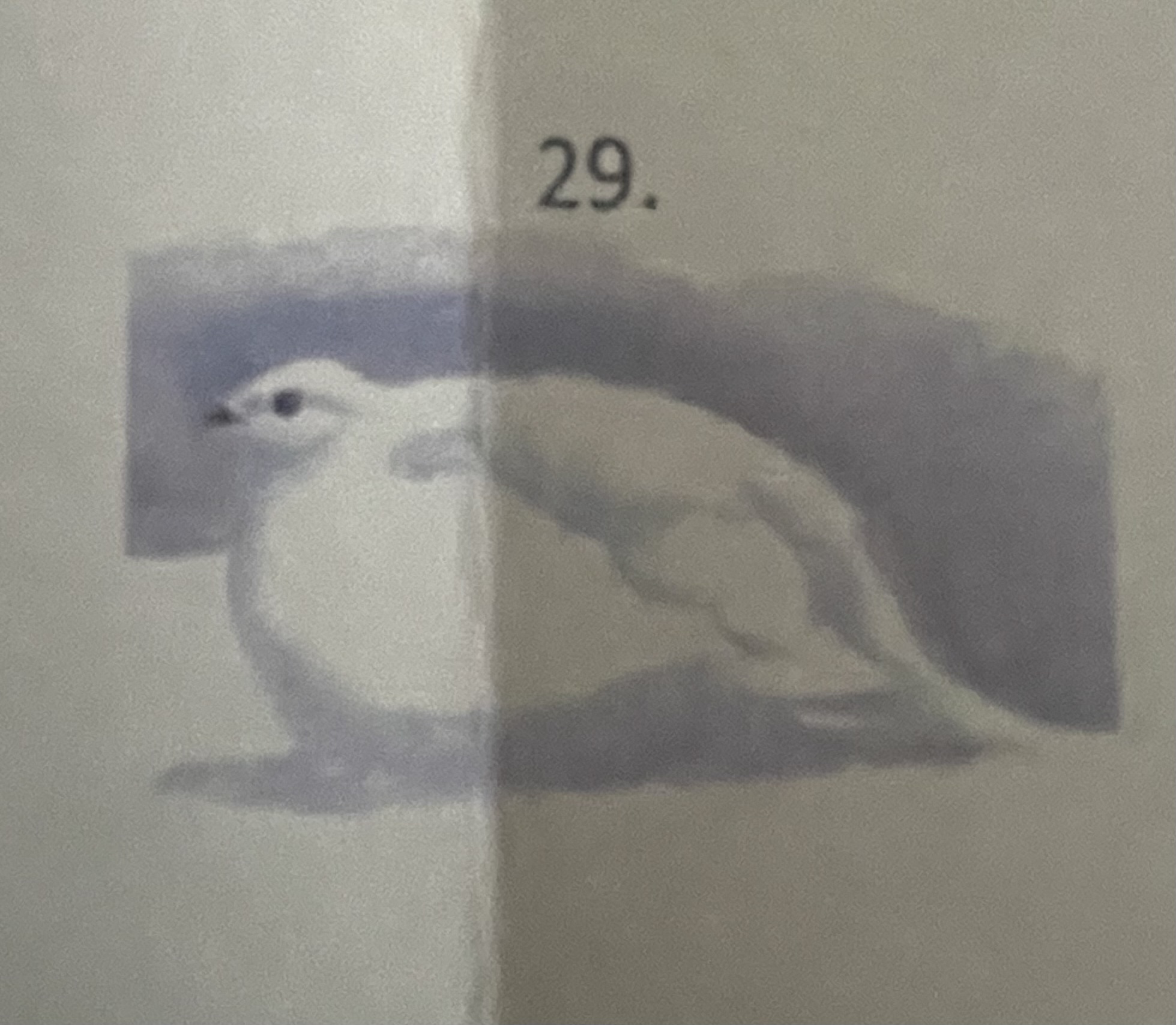<p>mikä eläin</p>