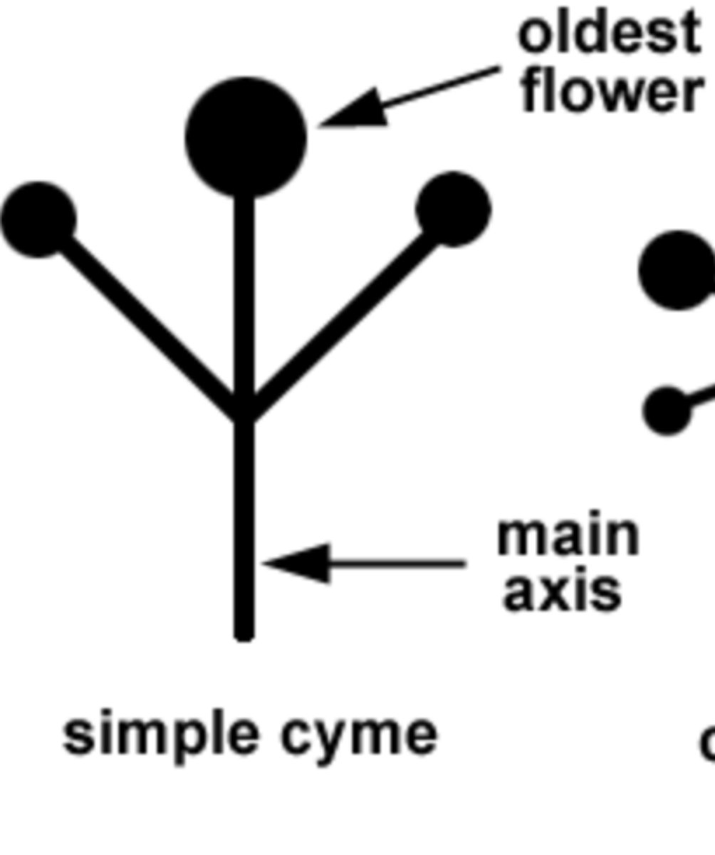 <p>main ends in a flower that blooms first, with flowers developing below it</p>