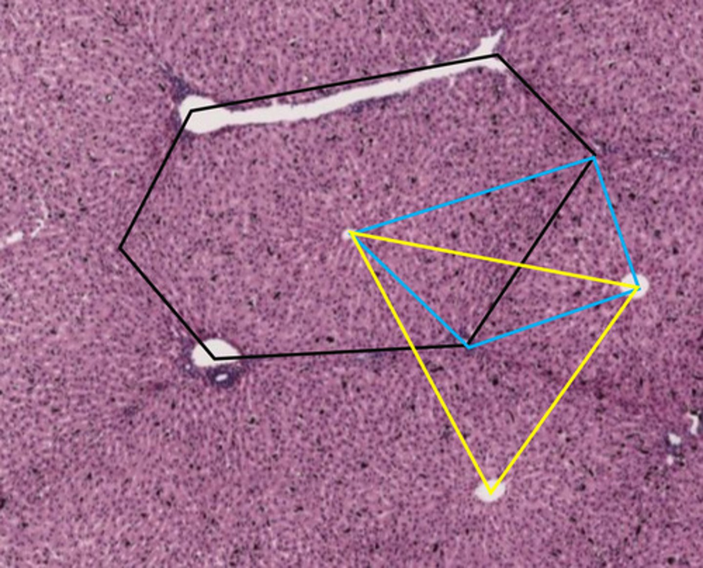 <p>exocrine/waste removal functions</p>