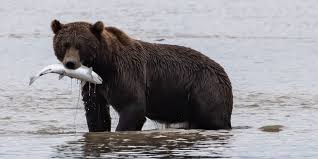 <p><strong>Food Consumption</strong></p>