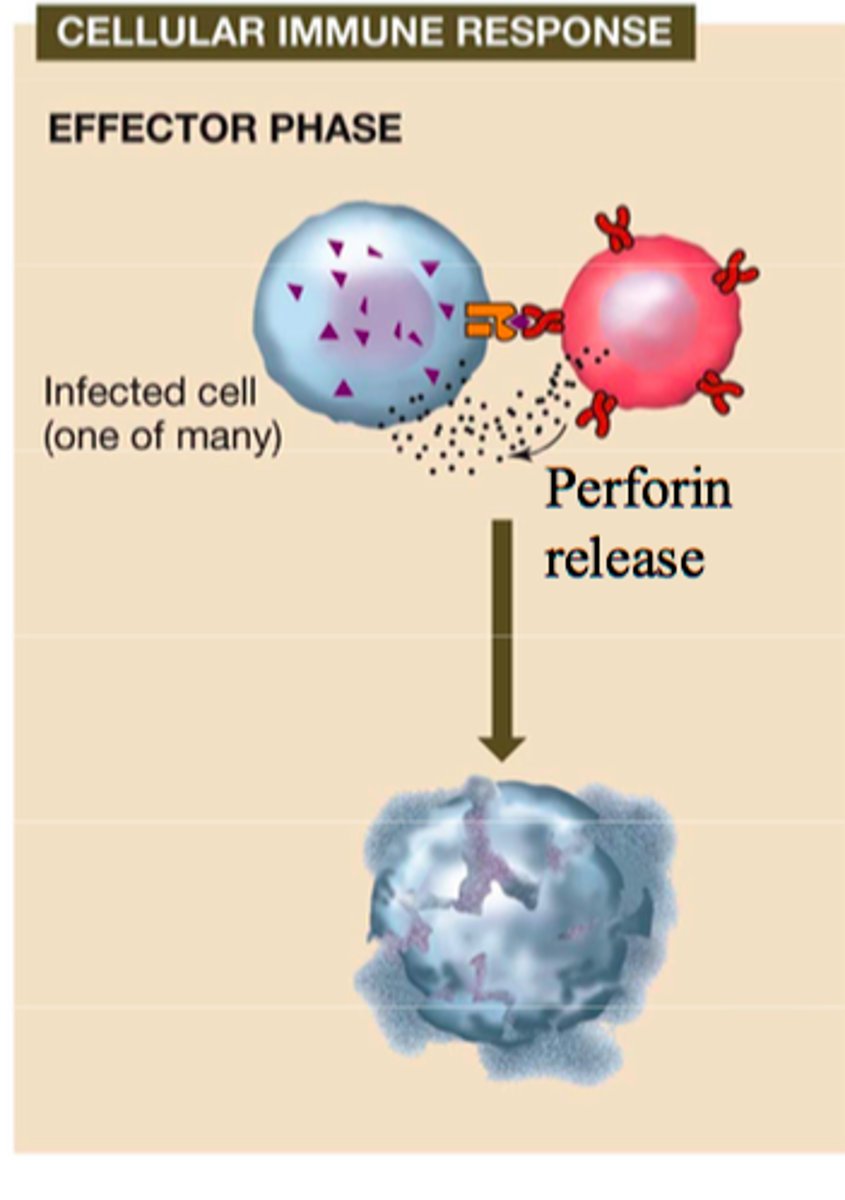 <p>TC cells produce perforin, which triggers apoptosis in target cells</p>