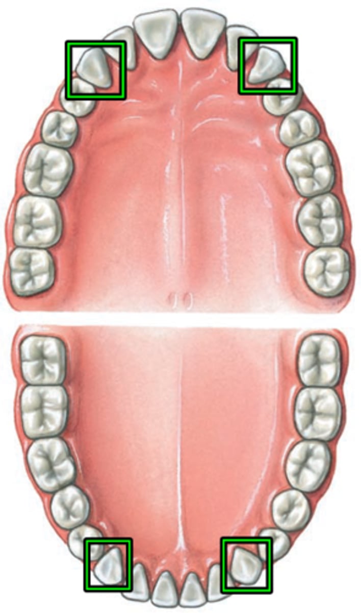 <p>2 pairs in anterior corners of mouth, responsible for holding, tearing, and piercing</p>