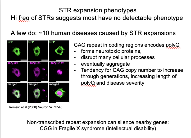 <ul><li><p>has a CAG repeat</p></li><li><p>encodes a polyQ stretch in the protein</p><ul><li><p>prone to aggregate as polyQ length expands</p></li><li><p>forms neurotoxic proteins</p></li><li><p>disrupt many cellular processes</p></li><li><p>aggregate</p></li><li><p>toxic to cells</p></li></ul></li></ul><p><em>note: polyQ is poly-glutamine</em></p><p></p>