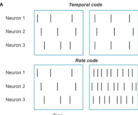 <p>-energetically expensive </p><p>-self-selecting -once u think its the code, u only record from neurons that use it</p><p>-should focus more on temporal code (simplest)- precise and looks at relative timing of APs, rate code- mean rate of APs is most important</p>