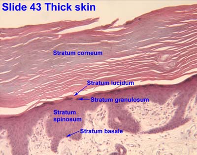 <ul><li><p>stratum corneum</p></li><li><p>stratum lucidum</p></li><li><p>stratum granulosum</p></li><li><p>stratum spinosum </p></li><li><p>stratum basale </p></li></ul><p></p>