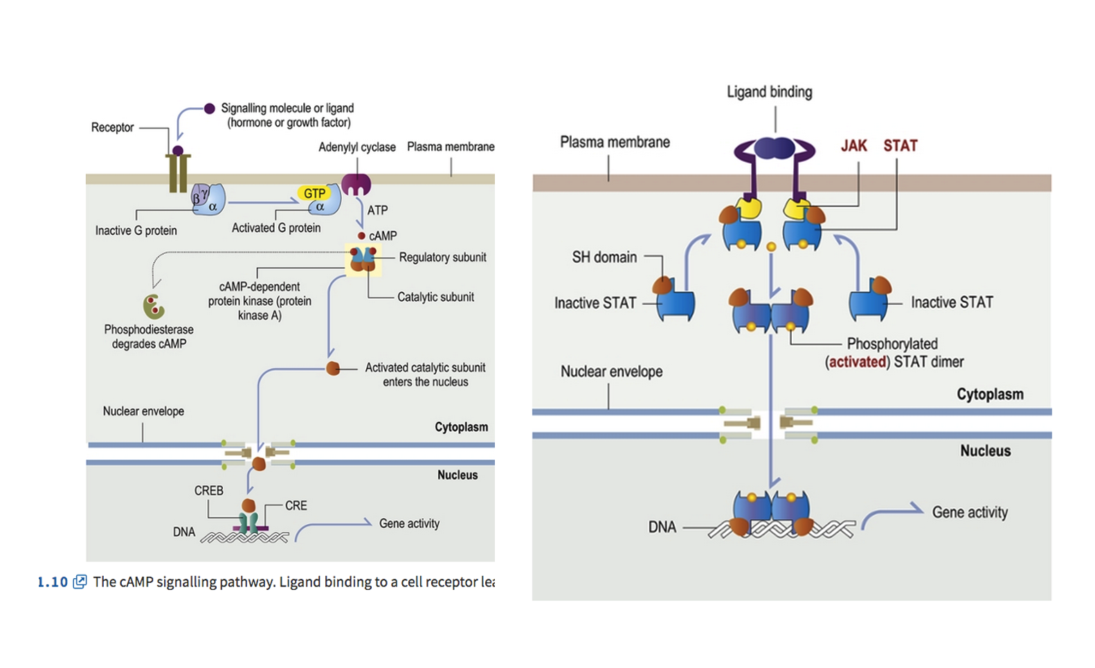 <p>In essence, both diagrams illustrate different molecular mechanisms by which an external signal (ligand) is received at the cell surface, relayed through a series of intracellular steps (signal transduction), and ultimately leads to changes in gene expression in the nucleus, thereby altering cell behavior. The image displays two distinct signal transduction pathways that occur in cells, initiated by ligand binding to receptors on the plasma membrane and ultimately leading to changes in gene activity within the nucleus.</p><p><strong>Left Panel: The cAMP Signalling Pathway</strong></p><ol><li><p><strong>Ligand Binding:</strong> A signalling molecule (ligand), such as a hormone or growth factor, binds to a <strong>receptor</strong> on the plasma membrane.</p></li><li><p><strong>G Protein Activation:</strong> This binding activates a <strong>G protein</strong> (specifically, the Gα subunit) by causing it to exchange GDP for GTP.</p></li><li><p><strong>Adenylyl Cyclase Activation:</strong> The activated Gα subunit then activates <strong>Adenylyl cyclase</strong>, an enzyme located on the plasma membrane.</p></li><li><p><strong>cAMP Production:</strong> Adenylyl cyclase converts <strong>ATP</strong> into <strong>cAMP</strong> (cyclic AMP). cAMP acts as a "second messenger."</p></li><li><p><strong>PKA Activation:</strong> cAMP binds to and activates <strong>cAMP-dependent protein kinase (protein kinase A, PKA)</strong> by causing its regulatory subunits to dissociate from the catalytic subunits.</p></li><li><p><strong>Nuclear Entry &amp; Gene Regulation:</strong> The activated catalytic subunit of PKA enters the nucleus, where it phosphorylates <strong>CREB</strong> (cAMP response element-binding protein).</p></li><li><p><strong>Gene Activation:</strong> Phosphorylated CREB then binds to <strong>CRE</strong> (cAMP response element) on the DNA, which leads to increased <strong>gene activity</strong>.</p></li><li><p><strong>cAMP Degradation:</strong> <strong>Phosphodiesterase</strong> degrades cAMP, turning off the signal.</p></li></ol><p><strong>Right Panel: The JAK-STAT Signalling Pathway</strong></p><ol><li><p><strong>Ligand Binding &amp; Receptor Dimerization:</strong> A ligand binds to two separate <strong>receptors</strong> on the plasma membrane, causing them to come together and form a dimer.</p></li><li><p><strong>JAK Kinase Activation:</strong> This receptor dimerization brings together and activates associated <strong>JAK</strong> (Janus kinase) proteins, which are tyrosine kinases.</p></li><li><p><strong>Receptor Phosphorylation:</strong> Activated JAKs then phosphorylate specific tyrosine residues on the receptor tails.</p></li><li><p><strong>STAT Recruitment &amp; Phosphorylation:</strong> These phosphorylated tyrosines act as docking sites for <strong>STAT</strong> (Signal Transducer and Activator of Transcription) proteins. Once bound, STATs are also phosphorylated by JAKs.</p></li><li><p><strong>STAT Dimerization:</strong> Phosphorylated STAT proteins detach from the receptor and form <strong>(activated) STAT dimers</strong>.</p></li><li><p><strong>Nuclear Translocation:</strong> These activated STAT dimers then move through the nuclear envelope into the nucleus.</p></li><li><p><strong>Gene Activation:</strong> Inside the nucleus, the STAT dimers bind directly to specific DNA sequences, leading to changes in <strong>gene activity</strong>.</p></li></ol><p>In essence, both diagrams illustrate how extracellular signals are received at the cell surface and then transduced through a series of molecular events involving proteins and second messengers to ultimately alter gene expression, thereby controlling cellular responses.</p>