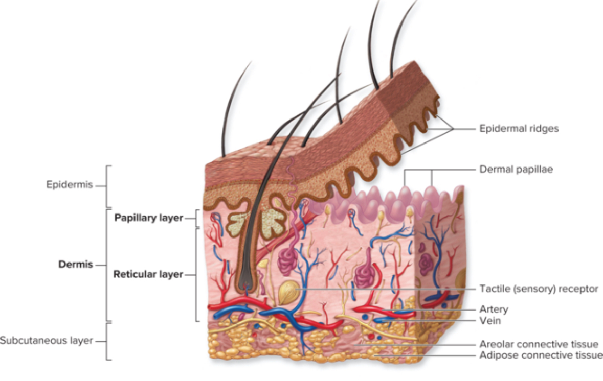 <p>Papillary layer</p>