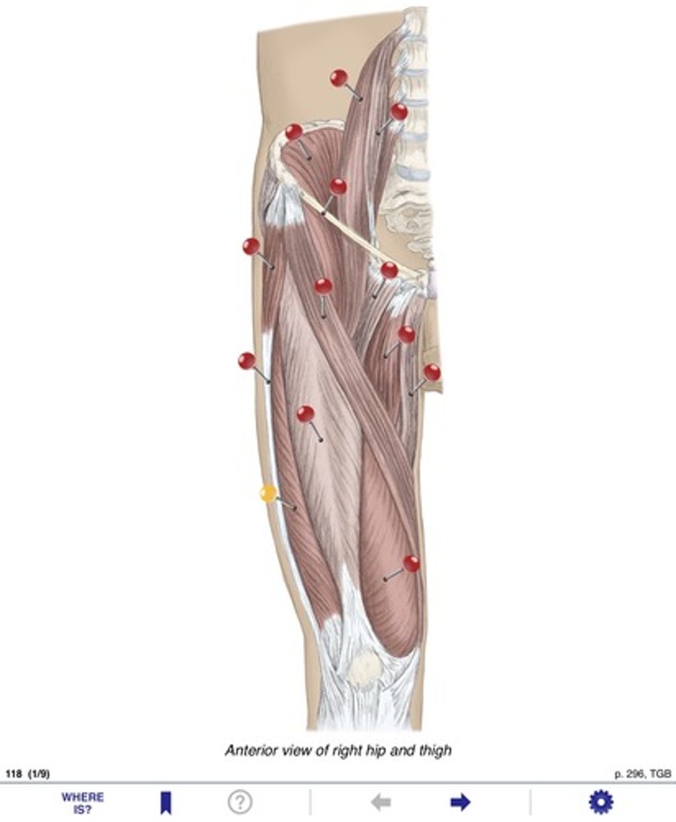 <p>Name the muscles at the yellow pin</p>