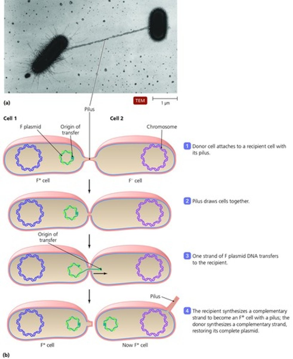 <p>The transfer of DNA from one cell to another via a pilus that connects the two cells.</p>