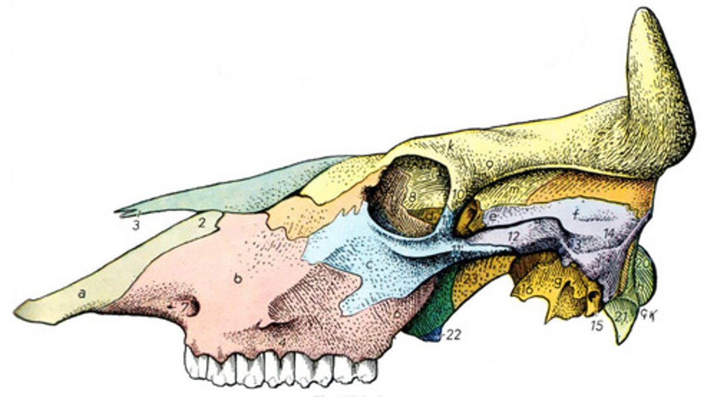 <p>What animal skull is this?</p>