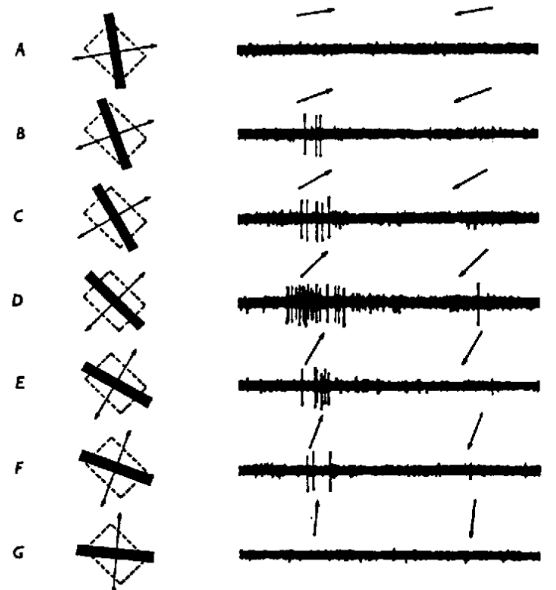 <p><span style="background-color: transparent;"><span>V1 direction &amp; movement preference (Diagram description + [points)</span></span></p>